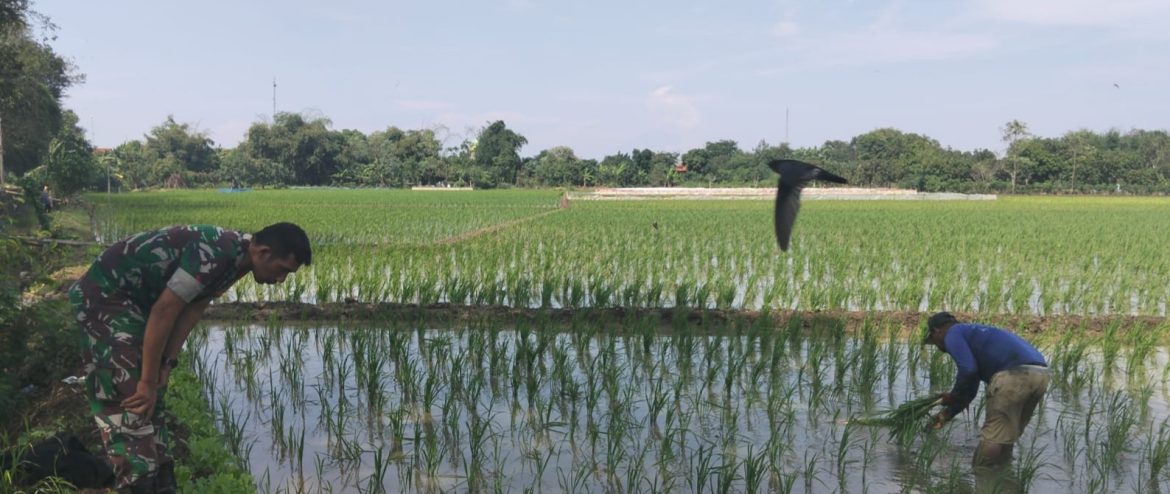 Babinsa Koramil 1609 Juntinyuat Indramayu Monitor Percepatan Tanaman LTT Musim Gaduh 2025