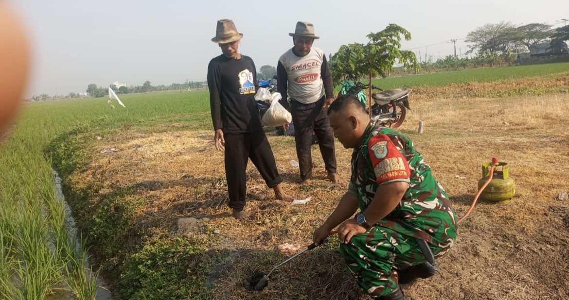 Anggota Koramil 1609 Juntinyuat Indramayu Lakukan Monitor Kegiatan Pembasmian Hama Tikus di Persawahan Dengan Petani