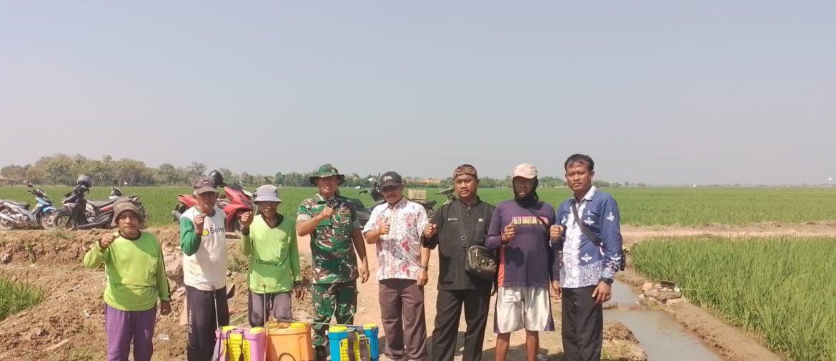 Babinsa Koramil 1611 Losarang Indramayu Bersama Petani Melakukan Penyempurnaan Masal 