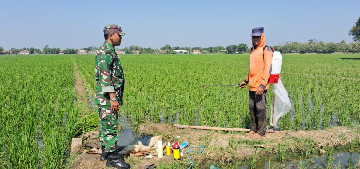 Tingkatkan Swasembada Pangan, Babinsa Koramil 1611 Losarang Melakukan Pendampingan Pertanian 
