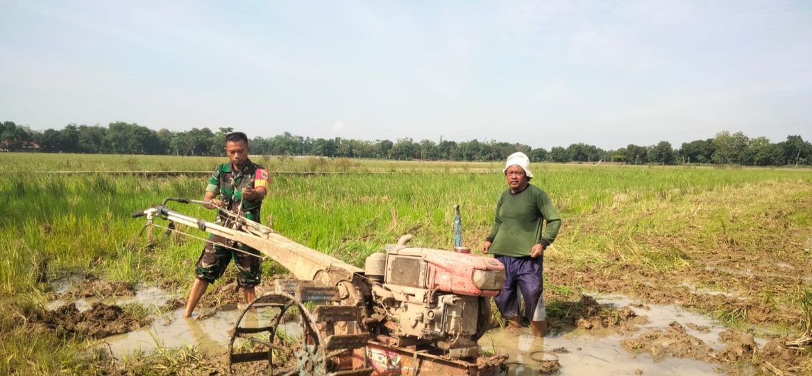 Aksi Nyata TNI Dukung Program Ketahanan Pangan Nasional, Babinsa Koramil 1605 Sukagumiwang Indramayu Bantu Petani 