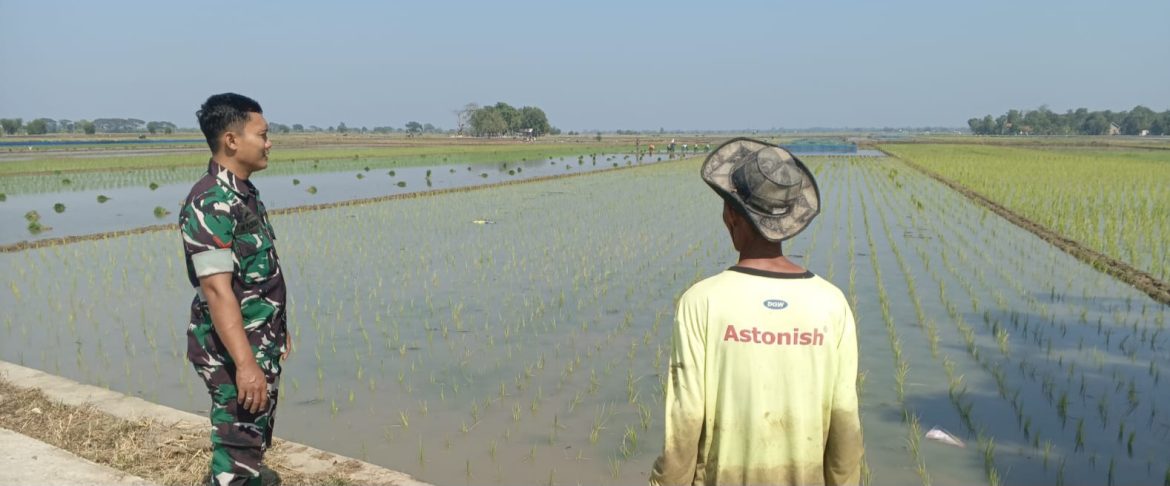 Tingkatkan Swasembada Pangan, Babinsa Koramil 1603 Lohbener Indramayu Melakukan Pendampingan Pertanian 