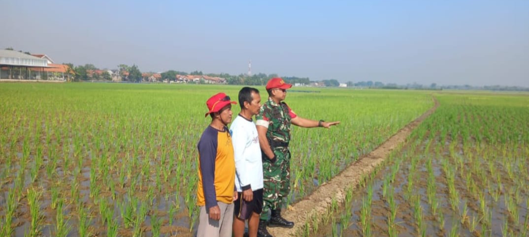 Tingkatkan Produktivitas Pertanian, Babinsa Koramil 1608 Karangampel Indramayu Melakukan Pendampingan Pertanian 