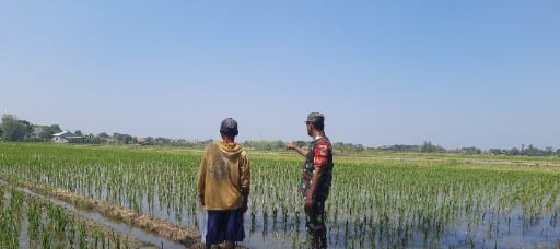 Babinsa Koramil 1602 Sindang Indramayu Melakukan Pendampingan Ketahanan Pangan Desa Cemara