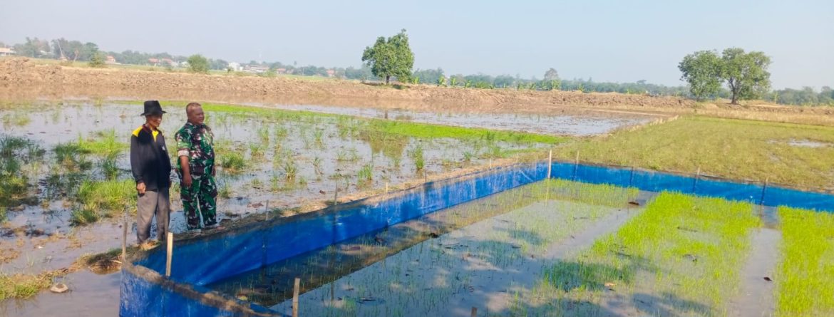 Babinsa Koramil 1605 Sukagumiwang Indramayu Melakukan Monitoring dan Pendampingan Pertanian Olah Lahan Sawah 