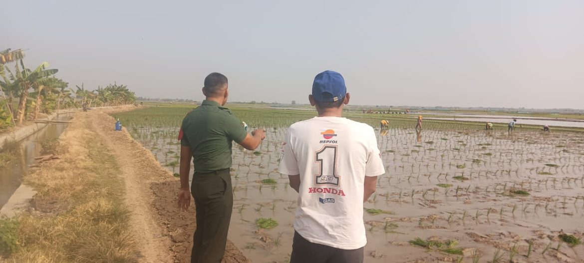 Dukung Program Presiden, Babinsa Koramil 1603 Lohbener Indramayu Melakukan Pendampingan Pertanian
