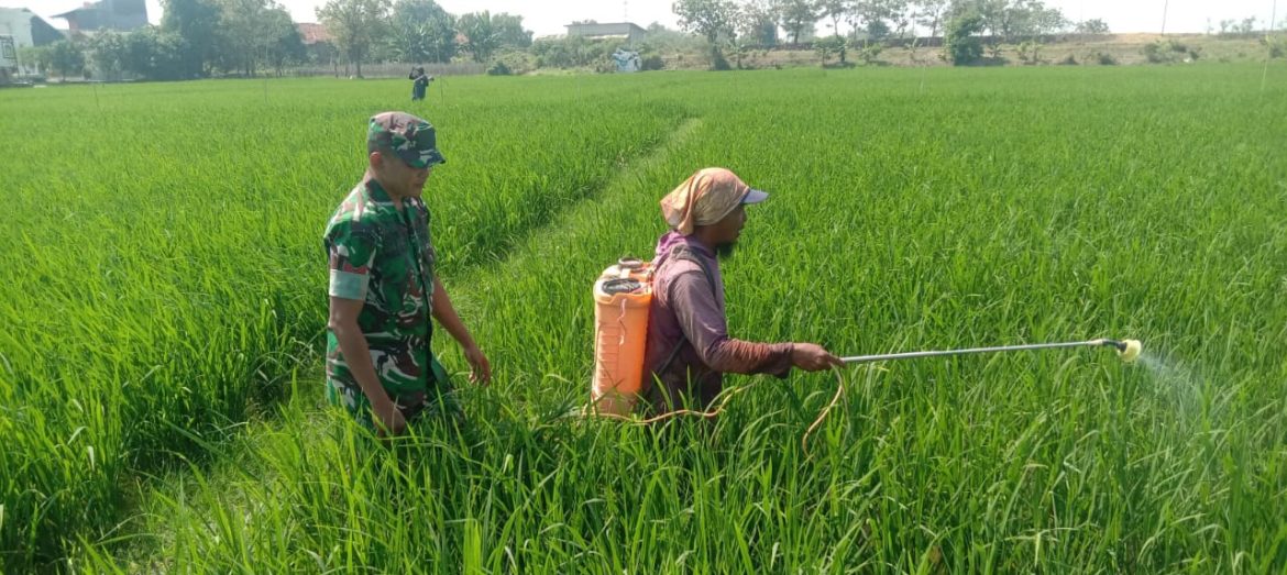 Bersama TNI Sukseskan Swasembada Pangan, Babinsa Koramil 1602 Sindang Indramayu Melakukan Pendampingan Pertanian 