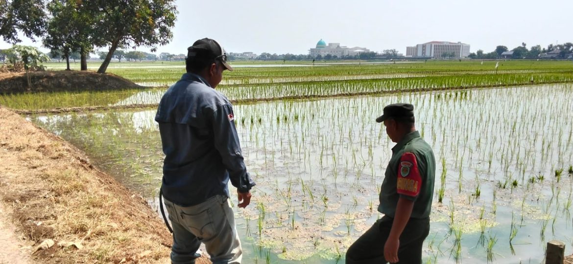 Dukung Program Presiden, Babinsa Koramil 1603 Lohbener Indramayu Laksanakan Pendampingan Pertanian
