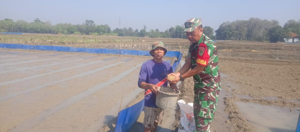 Aksi Nyata TNI Dukung Program Presiden, Babinsa Koramil 1605 Sukagumiwang Indramayu Turun Ke lahan Persawahan Petani 