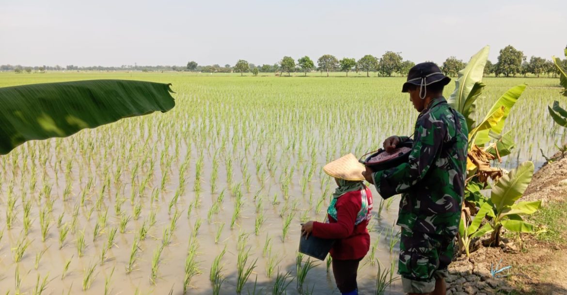 Dukung Program Ketahanan Pangan, Babinsa Koramil 1609 Juntinyuat Indramayu Bantu Petani Lakukan Pemupukan Tanaman Padi 