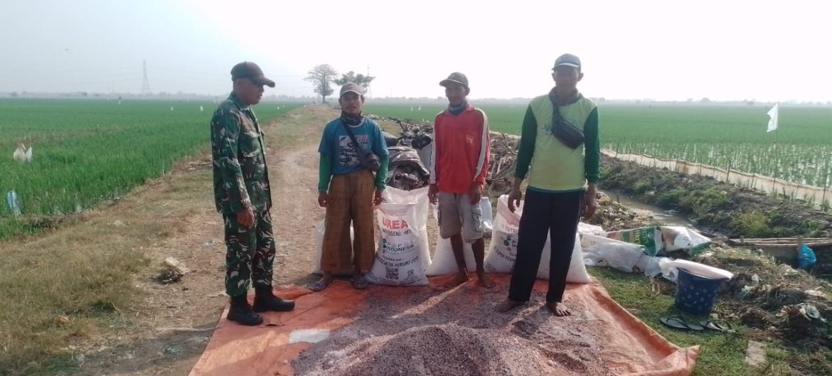 Tingkatkan Swasembada Pangan, Babinsa Koramil 1611 Losarang Indramayu Melakukan Pendampingan Pertanian 