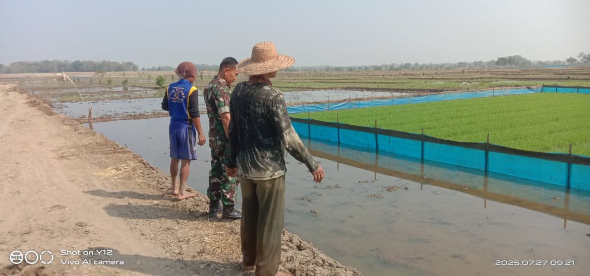 Babinsa Koramil 1605 Sukagumiwang Indramayu Lakukan Monitoring dan Pendampingan Pertanian Olah Lahan 