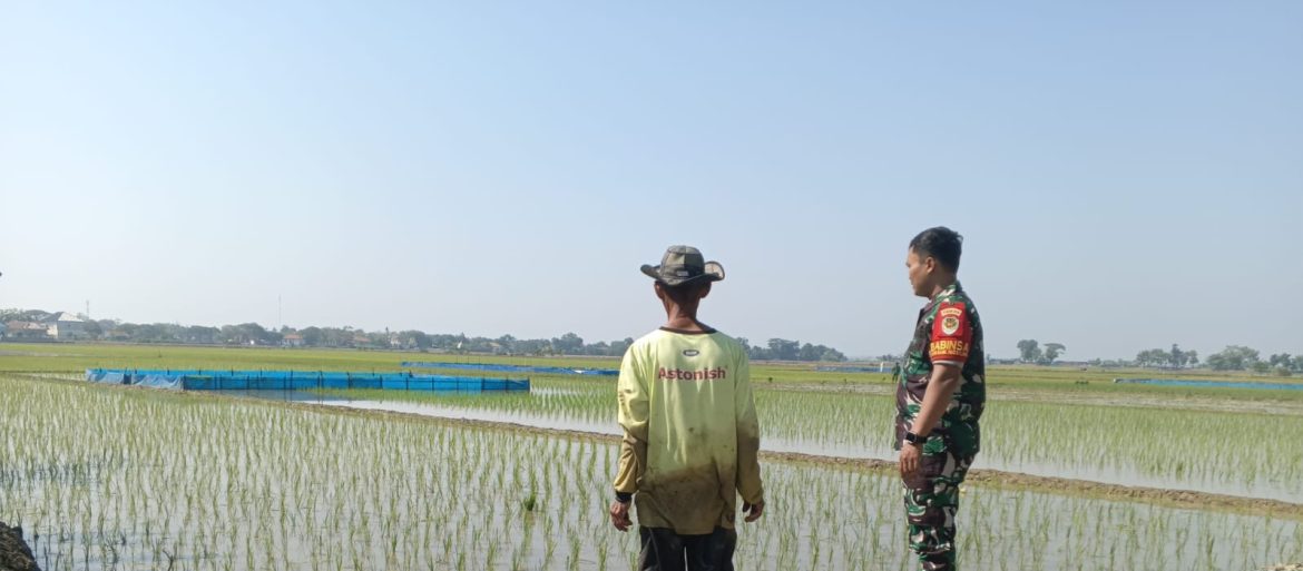 Babinsa Koramil 1603 Lohbener Indramayu Melakukan Pendampingan Pertanian di Lahan Persawahan 