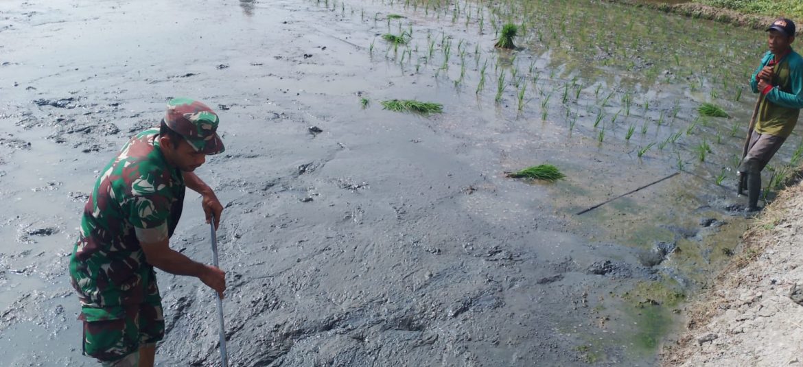 Anggota Koramil 1603 Lohbener Indramayu Melakukan Pendampingan Pertanian di Desa Arahan Lor