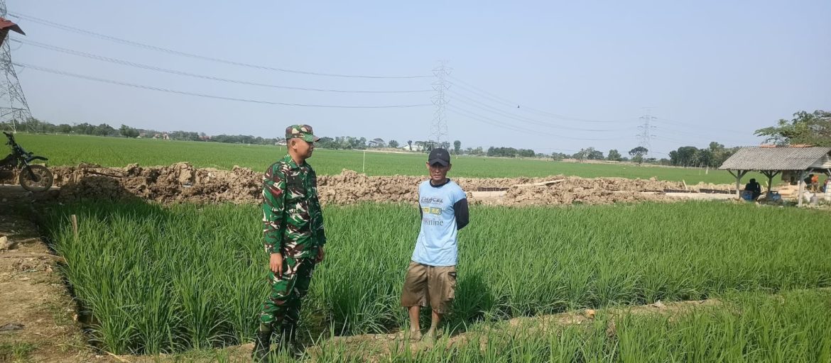 Anggota Koramil 1611 Losarang Indramayu Melakukan pendampingan pertanian di Desa Jangga