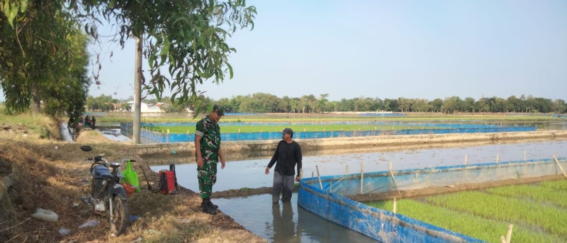 Babinsa Koramil 1605 Sukagumiwang Indramayu Lakukan Monitoring dan Pendampingan Pertanian Olah Lahan di Desa Tersana