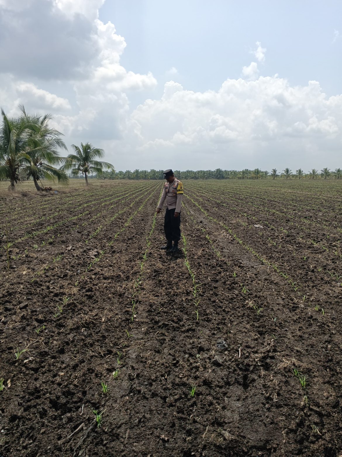 Pastikan Tanaman Jagung Tumbuh Dengan Baik, Aipda Puguh Wirawan Cek Lahan Jagung