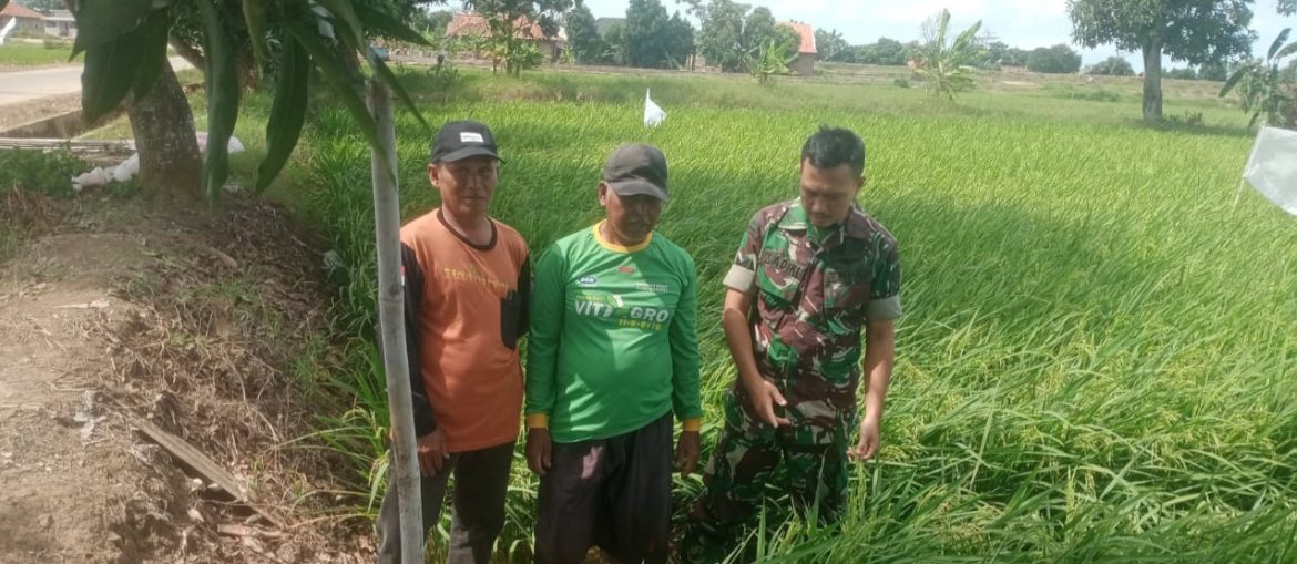 Babinsa Koramil 1602 Sindang Indramayu Melakukan Pendampingan Pertanian Bersama Anggota Poktan Taman Bidadari