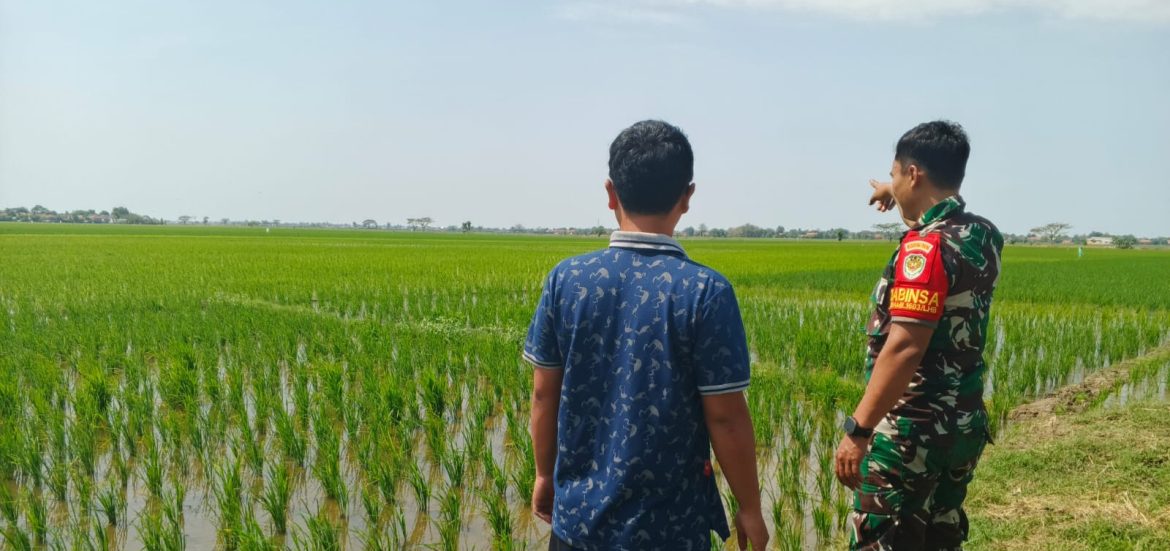 Anggota Koramil 1603 Lohbener Indramayu Melakukan Pendampingan Pertanian di Desa Lohbener