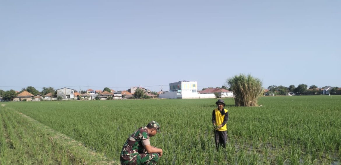 Anggota Koramil 1611 Losarang Indramayu Lakukan Pendampingan Pertanian Pada Masa Tanam kedua (MT II) Di Lahan Sawah Desa Jumbleng