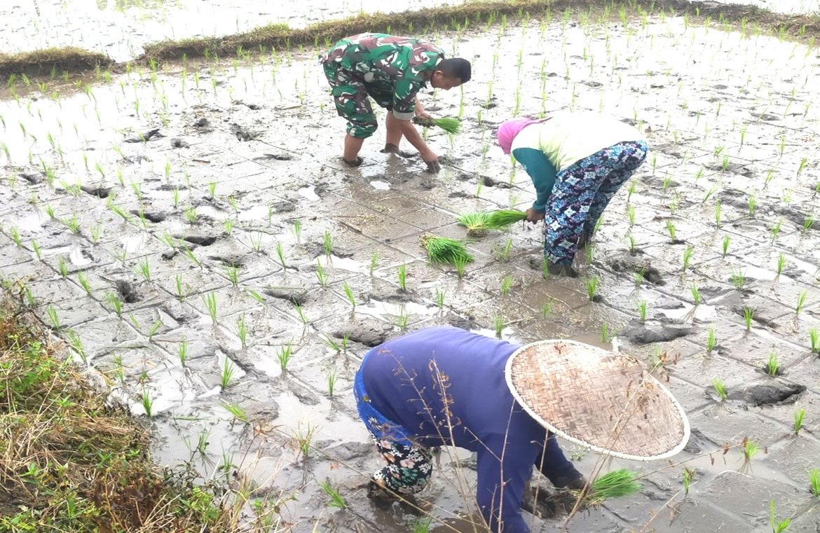 Babinsa Tawangsari Dampingi Petani Tanam Padi Musim Kedua, Dorong Optimalisasi Lahan Dan Ketersediaan Air