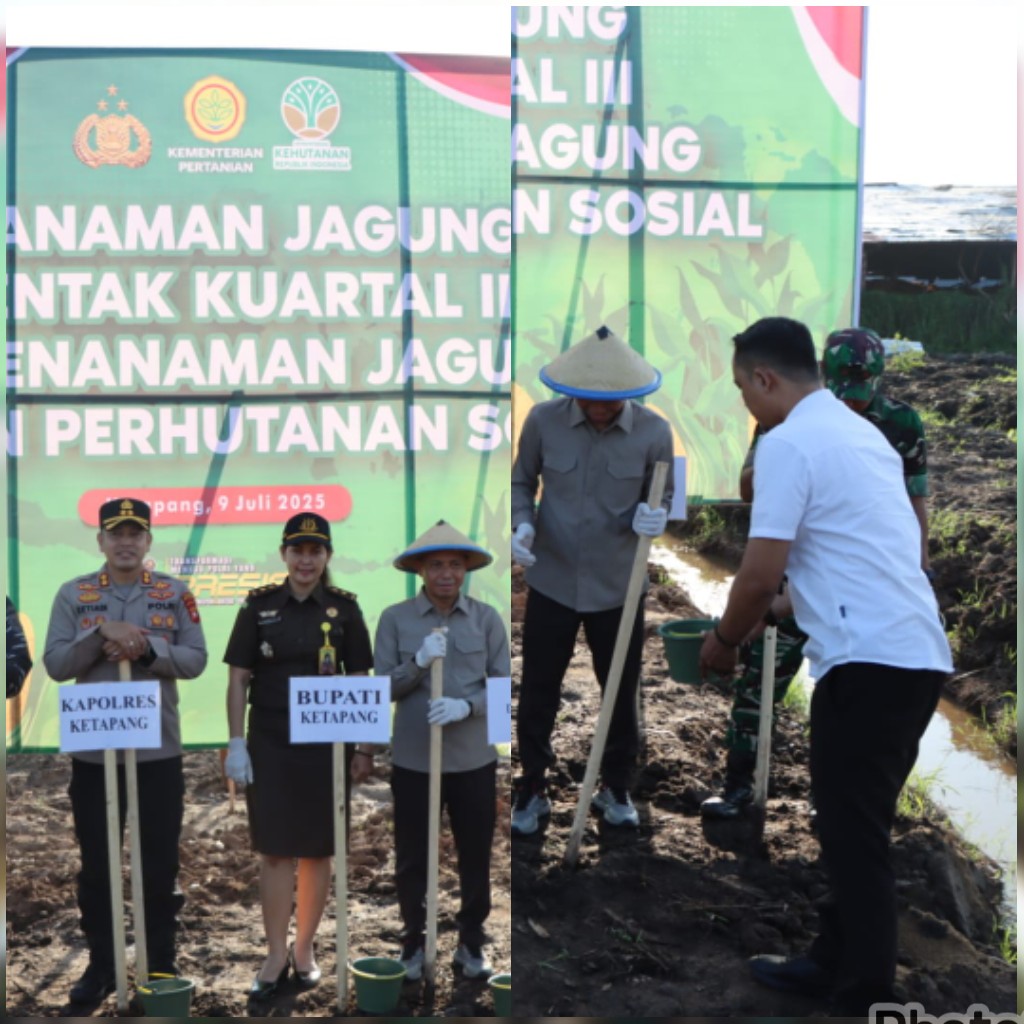 Penanaman Jagung Serentak Kuartal III, Kapolres Bersama Forkopimda Ketapang Kompak Tanam Bibit Jagung di Muara Pawan