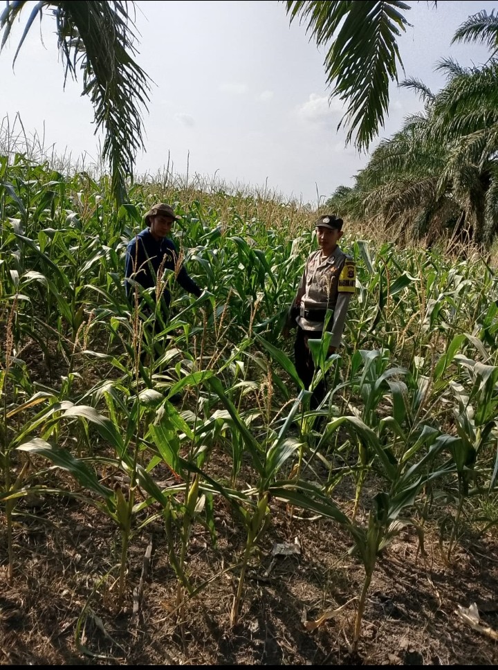 Langkah Nyata Dukung Ketahanan Pangan,  Brigadir Hartadi Ade K, Cek Perawatan Tanaman Jagung