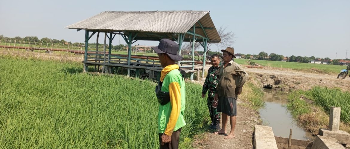 Anggota Koramil 1609 Juntinyuat Indramayu Lakukan Monitor Percepatan Tanam LTT Musim Gaduh Tahun 2025 di Desa Juntinyuat