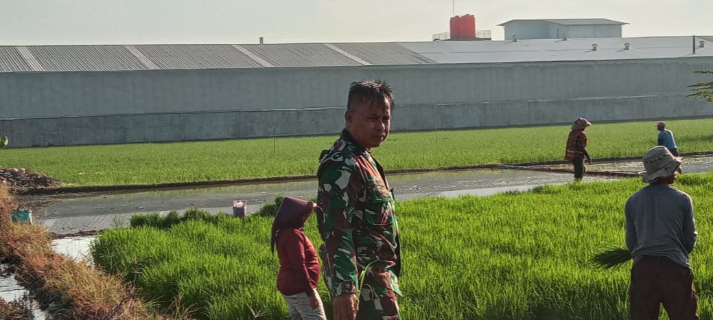 Anggota Koramil 1605 Sukagumiwang Indramayu Lakukan monitoring dan Pendampingan Pertanian Olah Lahan di Desa Kliwed