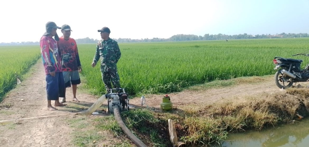 Babinsa Koramil 1611 Losarang Indramayu Melakukan Pendampingan Pertanian di Desa Ranjeng