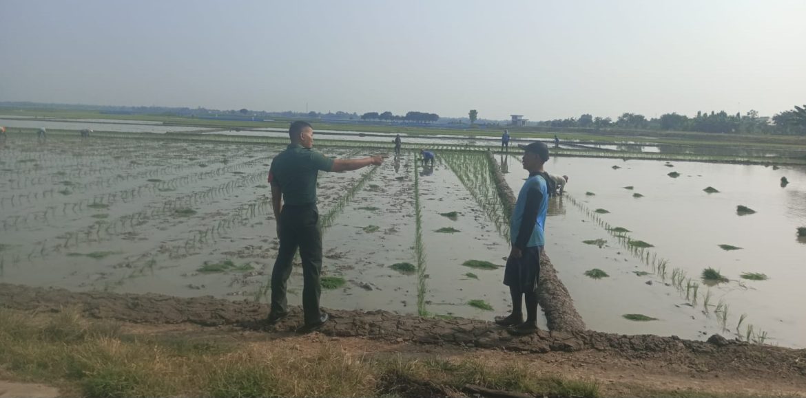 Babinsa Koramil 1603 Lohbener Indramayu Lakukan Pendampingan Pertanian di Desa Rambatan