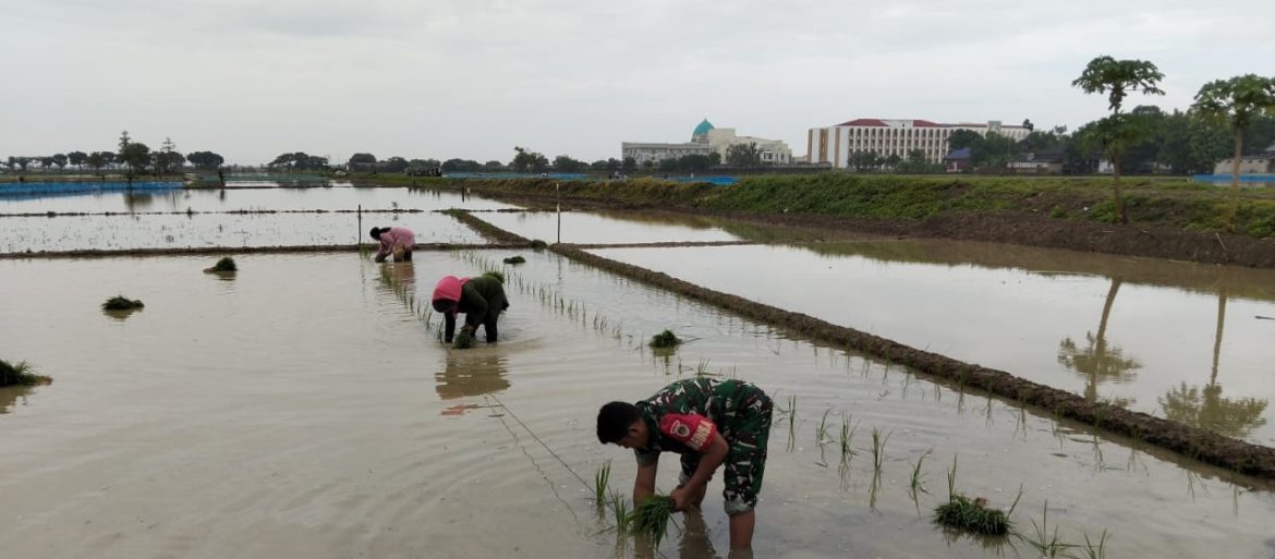 Babinsa Koramil 1603 Lohbener Indramayu Lakukan Pendampingan Pertanian di Desa Legok 