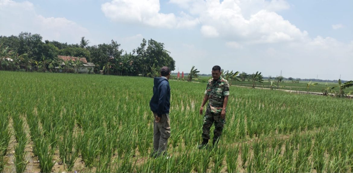 Babinsa Koramil 1605 Sukagumiwang Indramayu Lakukan Monitoring Dan Pendampingan Pertanian Perawatan Padi Pasca Tanam 