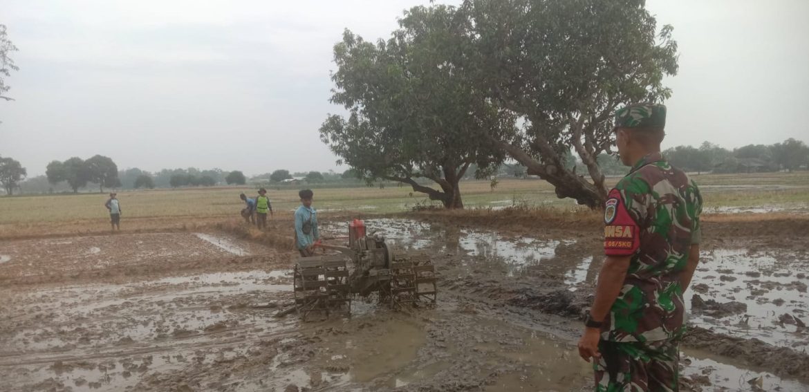Babinsa Koramil 1605 Sukagumiwang Indramayu Monitoring Dan Pendampingan Pertanian Olah Lahan di Desa Cadangpinggan 