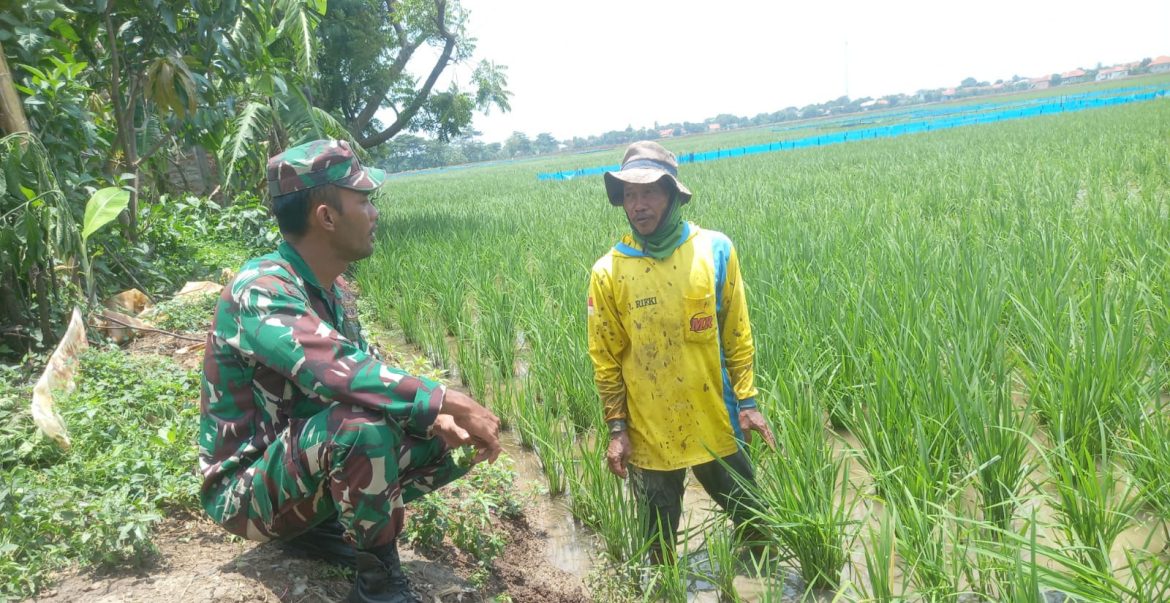 Babinsa Koramil 1603 Lohbener Indramayu Lakukan Pendampingan Pertanian di Desa Kiajaran Kulon Blok Telukan 