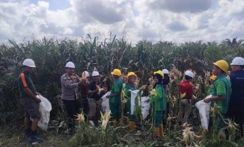 Polres Banyuasin dan PT.Agro Palindo Sakti Panen Jagung Perdana Dukung Ketahanan Pangan Nasional