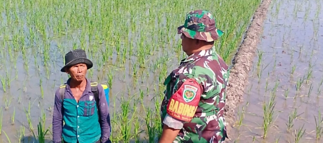 Babinsa Koramil 1605 Sukagumiwang Indramayu Melakukan Monitoring dan Pendampingan Pertanian Olah Lahan di Desa Sukagumiwang 