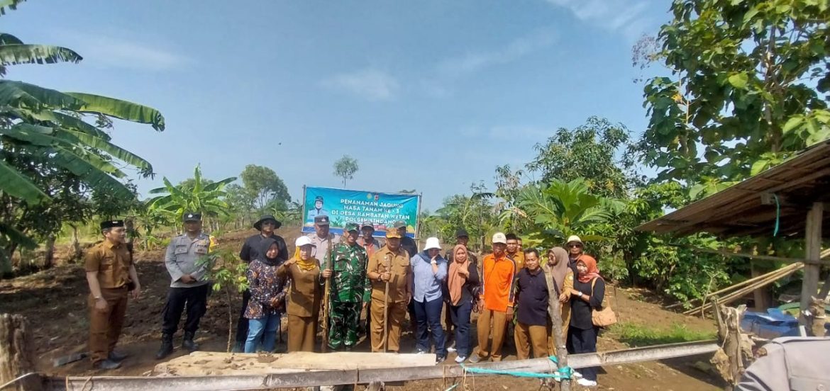 Danramil 1602 Sindang Indramayu Hadiri Kegiatan Ketahanan Pangan Penanaman Jagung di wilayah Koramil
