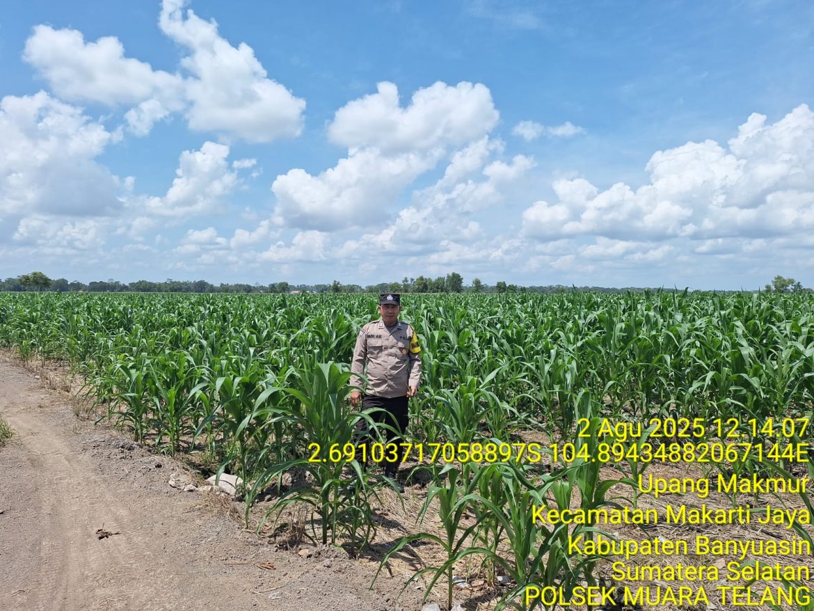 Bripka Haerul Saleh Ingatkan Petani Tanaman Jagung Perlu Perhatian Khusus