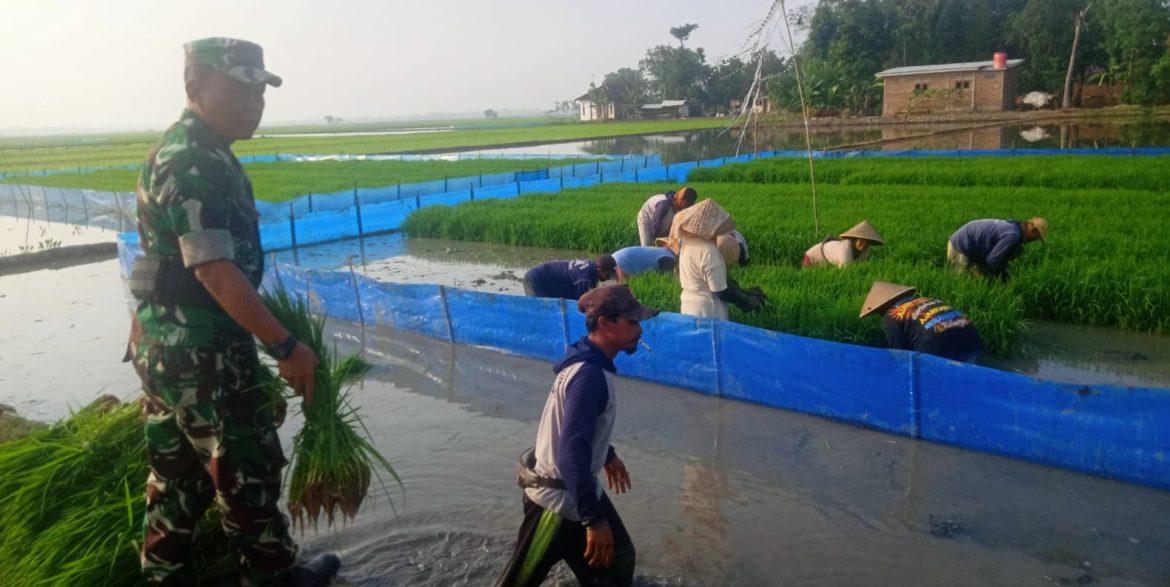 Aksi Nyata TNI, Babinsa Koramil 1605 Sukagumiwang Indramayu Melakukan Pendampingan Pertanian Olah Lahan Sawah 