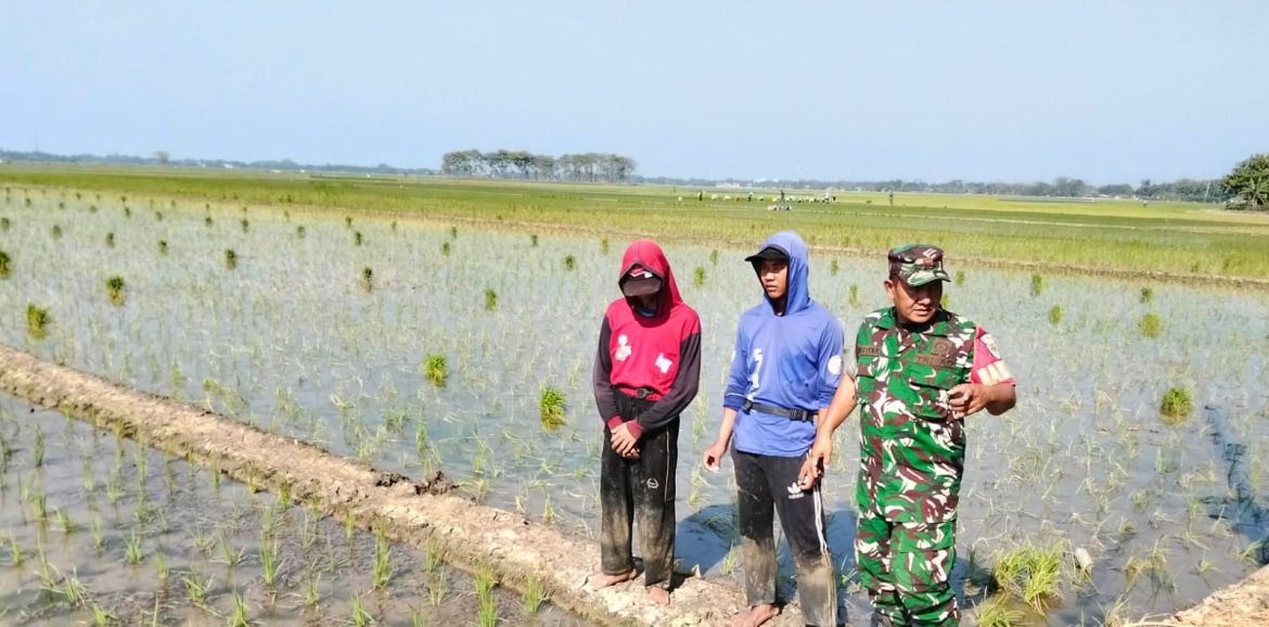 Aksi Nyata TNI, Babinsa Koramil 1603 Lohbener Indramayu Melakukan Pendampingan Pertanian di Lahan Persawahan 