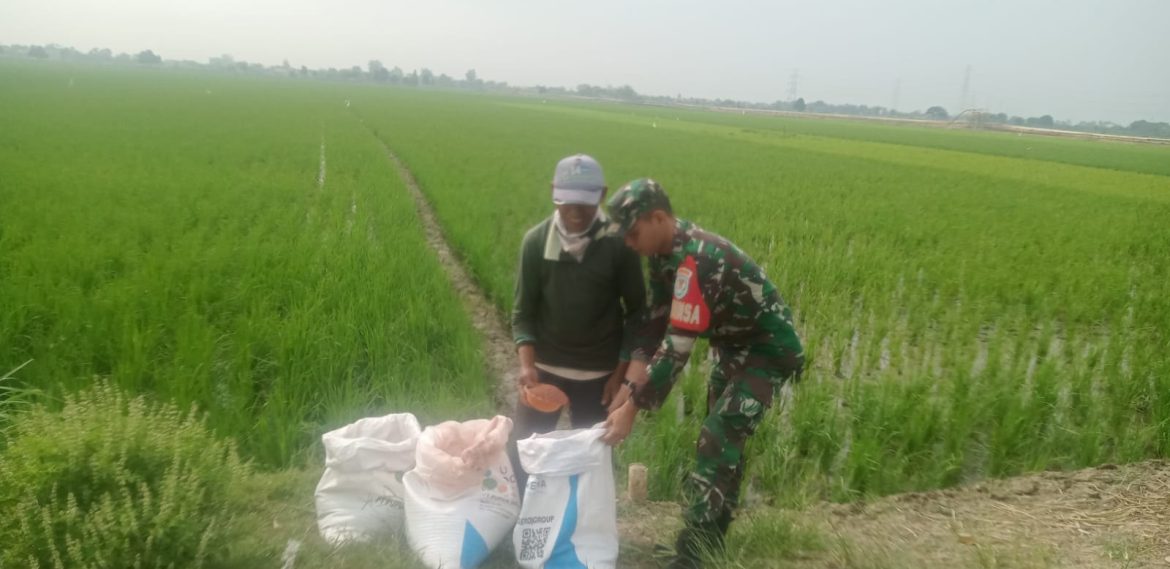 TNI Dukung Program Presiden, Babinsa Koramil 1611 Losarang Indramayu Turun Ke Sawah Lakukan Pendampingan Pertanian 