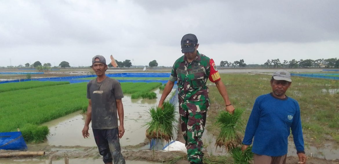 Babinsa Koramil 1605 Sukagumiwang Indramayu Bantu Petani di Lahan Sawah, Monitoring dan Pendampingan Pertanian Olah Lahan 