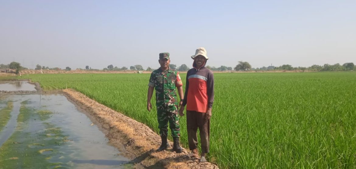 Sukseskan Swasembada Pangan, Babinsa Koramil 1611 Losarang Indramayu Melakukan Pendampingan Pertanian 