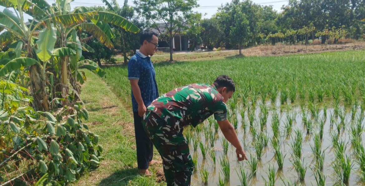 Sukseskan Program Ketahanan Pangan Nasional, Babinsa Koramil 1603 Lohbener Indramayu Melakukan Pendampingan Pertanian 