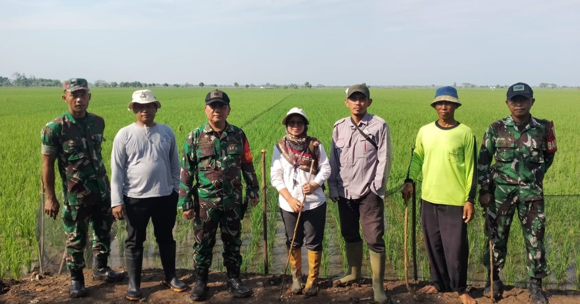 Merugikan Petani, Koramil 1603 Lohbener Indramayu Bersama Forkopimcam Arahan Menggelar Gropyokan Hama Tikus 