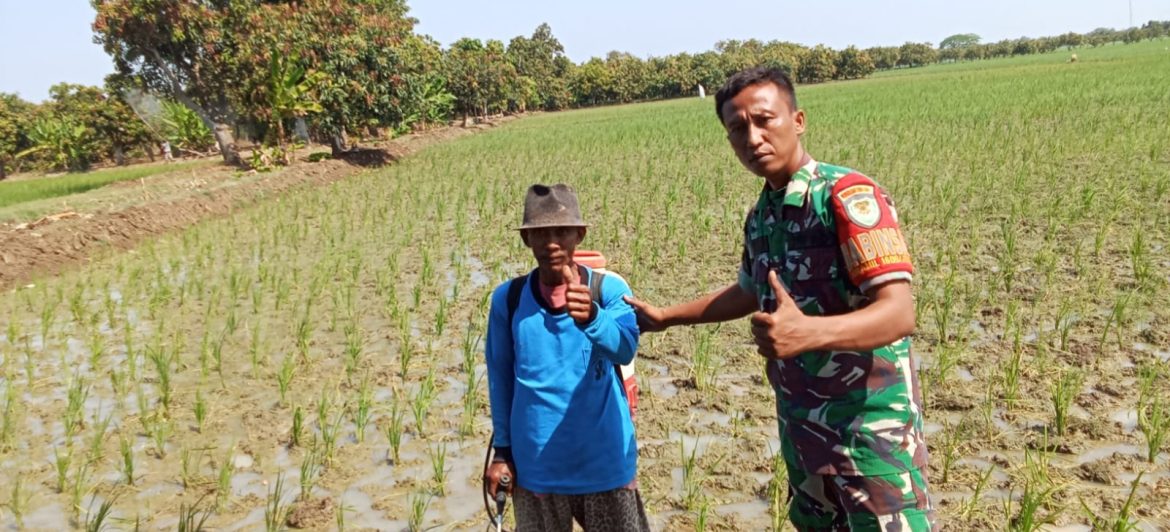 Komitmen TNI Dukung Program Ketahanan Pangan, Babinsa Koramil 1609 Juntinyuat Indramayu Lakukan Pendampingan Pertanian