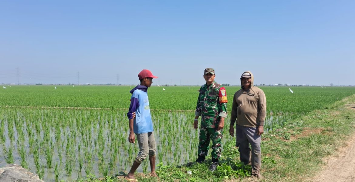 Dukung Program Ketahanan Pangan, Babinsa Koramil 1611 Losarang Indramayu Lakukan Pendampingan Pertanian 