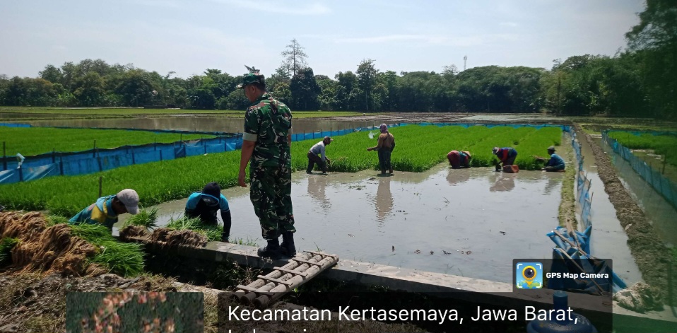 Anggota Koramil 1605 Sukagumiwang Indramayu Lakukan Monitoring dan Pendampingan Pertanian Tanam Padi di Desa Sukawera 
