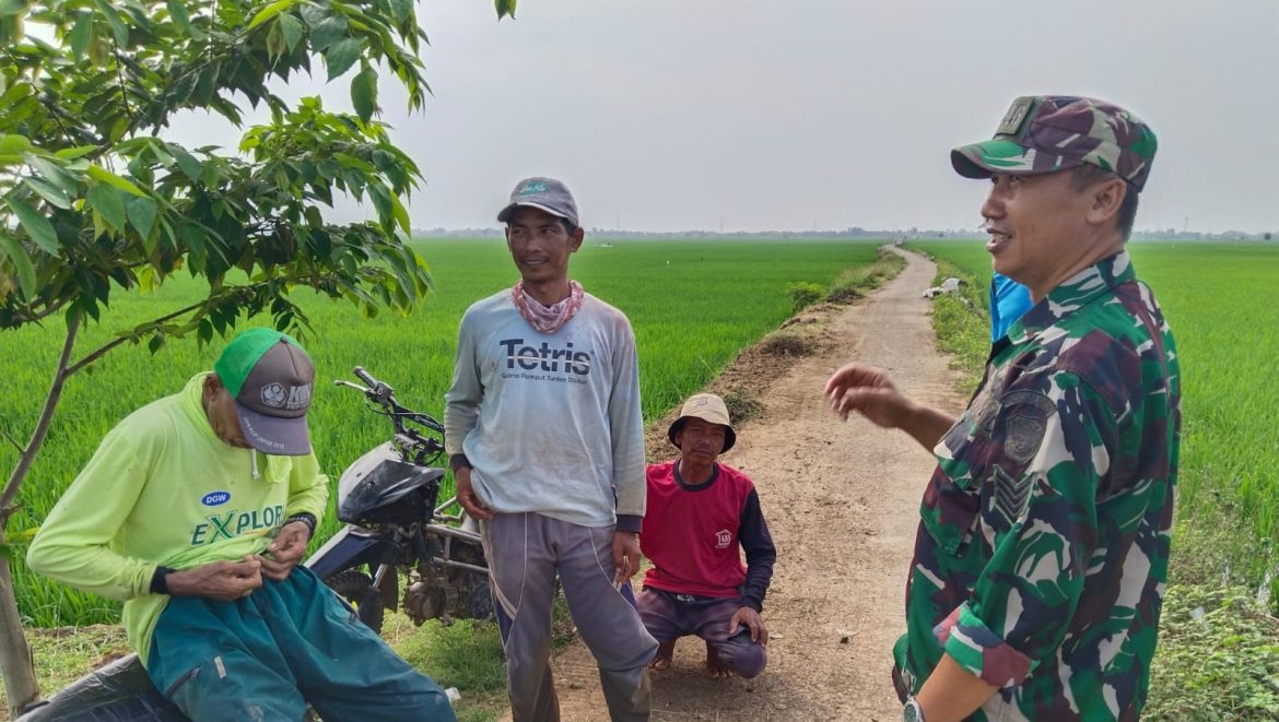 Babinsa Koramil 1611 Losarang Indramayu Lakukan Komsos Bersama masyarakat petani Desa pegagan